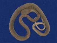 藏品(赤尾青竹絲)的圖片